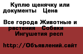 Куплю щенячку или документы › Цена ­ 3 000 - Все города Животные и растения » Собаки   . Ингушетия респ.